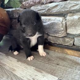 Bi Black Girl - Black and white female Shetland Sheepdog puppy in Shirley, Arkansas from Lucky Pups