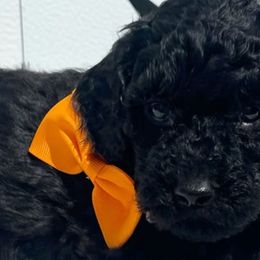 Goldendoodles from Dapper Doodles