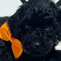Goldendoodles from Dapper Doodles