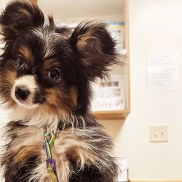 Toy Australian Shepherds from BeachLife Aussies