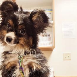 Toy Australian Shepherds from BeachLife Aussies
