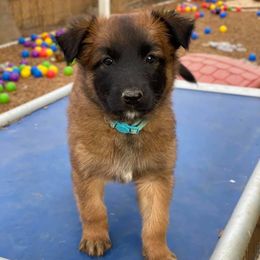 Belgian Malinois, Belgian Tervuren, and German Shepherds from Du Poilu