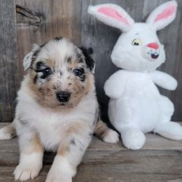 Blue merle girl - Australian Shepherd puppy in Grants Pass, Oregon from Kehlani Kai Aussies