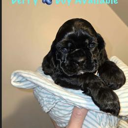 Berry - Black male Cocker Spaniel puppy in Port Washington, New York from Belive in Dreams Cockers
