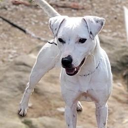 Dice - Jack Russell Terrier