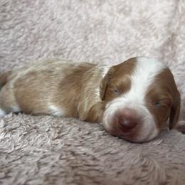 Summer - Red female Dachshund puppy in Highland, California from BAES Teufelshunde