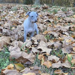 Leonard - Blue tan and white male American Hairless Terrier puppy in Alabama from Flipside Dogs