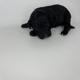 Orange Boy - Bernedoodle puppy in Wexford County, Michigan from Blissful Bernedoodles