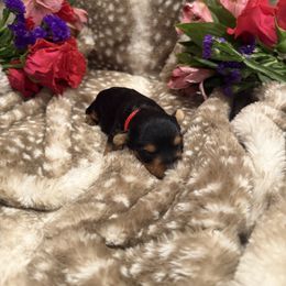 Red male - Black and tan male Yorkshire Terrier puppy in Nettleton, Mississippi from Baile Donn Farms