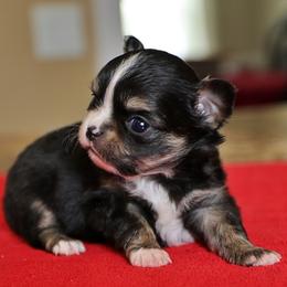 Adorable - Black and tan male Chihuahua puppy in Marcy, New York from Dralion Chihuahuas