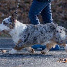 Finn - Cardigan Welsh Corgi