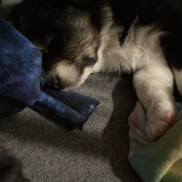 Australian Shepherd Puppies from Glacier Big Sky Aussies