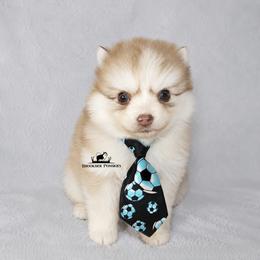 Cocoa - Red and white male Pomsky puppy in Stockton, Utah from Mischa Nelson