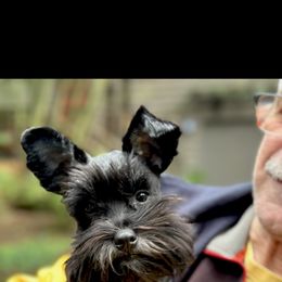 Miniature Schnauzer All Grown Up from Nordwest Schnauzers