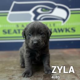 Zyla - Charcoal female Dilute Retriever puppy in Puyallup, Washington from 12 Door Farm Labradors