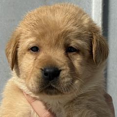 Labrador Retrievers from Raising Hope Labradors
