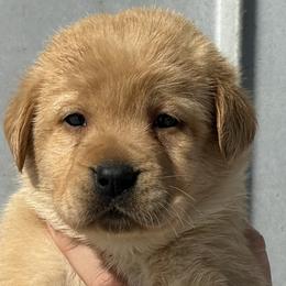 Labrador Retrievers from Raising Hope Labradors