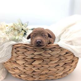 Icee - Red  male Goldendoodle puppy in Blackfoot, Idaho from Riverside Poodles