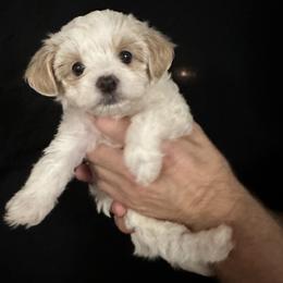 Maltipoo puppies from Fox Family