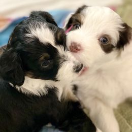 Aussiedoodle Puppies from Ever After Mini Doodles