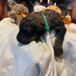 Boy 2 - Saint Berdoodle puppy in Idaho from Oodles of Doodles, LLC