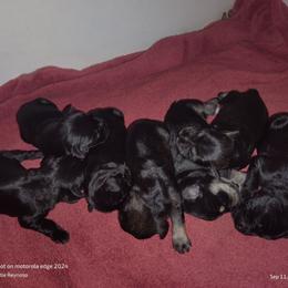 Girl 2 - Salt and pepper female Miniature Schnauzer puppy in Atascadero, California from Zion Miniature Schnauzers