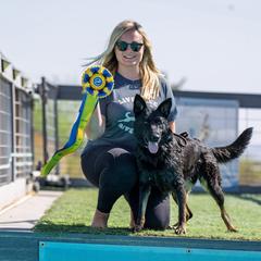 Belgian Malinois and German Shepherd All Grown Up from Légende Vivante Du Chief Kennel