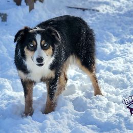 Rosalie - Australian Shepherd