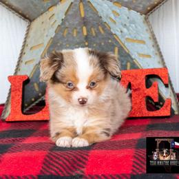 Darling - Red merle female Toy Australian Shepherd puppy in Granbury, Texas from Best Little Aussies