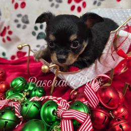 Peppermint - Black and tan female Chihuahua puppy in Bowdon, Georgia from Paschal's Pups