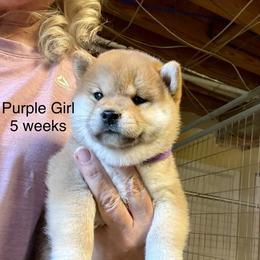 Girl Purple Collar - Red female Shiba Inu puppy in Tuscaloosa, Alabama from Rita and Daniel Montgomery - Cedarwood Siberians and Shibas