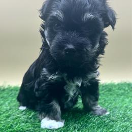 Fluttershy - Black and tan female Havanese puppy in Hendersonville, North Carolina from Kim's Cove