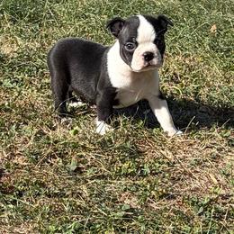 Van - Black and white male Boston Terrier puppy in Fillmore, Illinois from Wind Hill Puppies