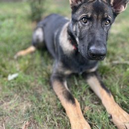 German Shepherd Puppies from Paws Of Germany