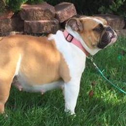 Bulldogs from TnTsBulldogs