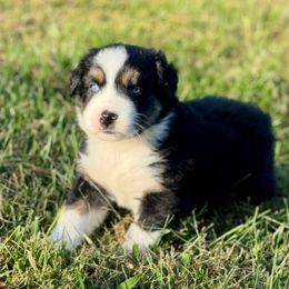 Gouda - Black tri-color male Australian Shepherd puppy in Beaverdam, Virginia from Cimmarun Farm Aussies