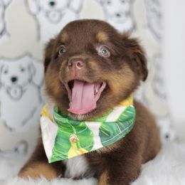 Quin rtm - Red tri male Miniature Australian Shepherd puppy in Buchanan, Georgia from Stanleyville Farm Mini Aussies