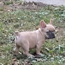 Stone Cold - Blue fawn male French Bulldog puppy in Cullman, Alabama from Divine Hill Farm