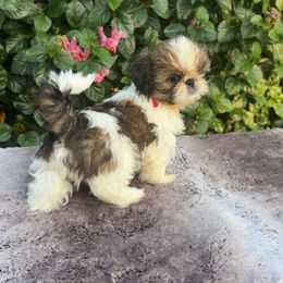 Boy2 - Red and white male Shih Tzu puppy in Covina, California from Shih_doodle_Co