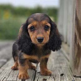 Garnet is 4000dollars - Red female Dachshund puppy in Crystal, Michigan from Mare-bella Dachshunds