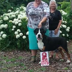 German Shorthaired Pointer and Greater Swiss Mountain Dog All Grown Up from Suma Kennels