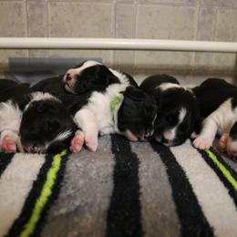 Border Collie Puppies from Top Notch Border Collies