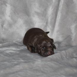 Boy 1 Chocolate - Chocolate male Labrador Retriever puppy in Four Oaks, North Carolina from TLC Retrievers