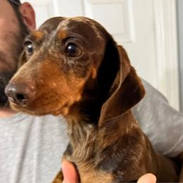Biscuit - Dachshund