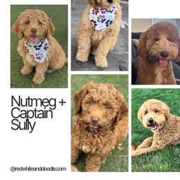 Double Doodle and Goldendoodle Puppies from Red White and Doodle