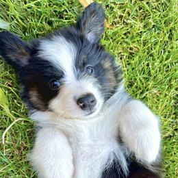 Australian Shepherds, Miniature American Shepherds, Miniature Australian Shepherds, and Toy Australian Shepherds from V5 Aussies