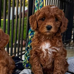 Candy - Red  female Goldendoodle puppy in Bountiful, Utah from Red Brick Doodles