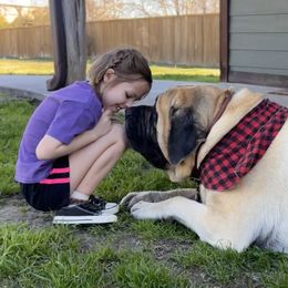 Gunner - Mastiff