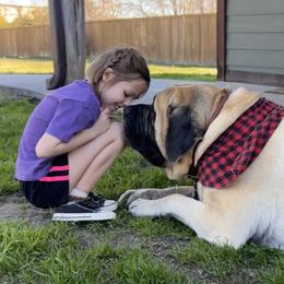 Gunner - Mastiff
