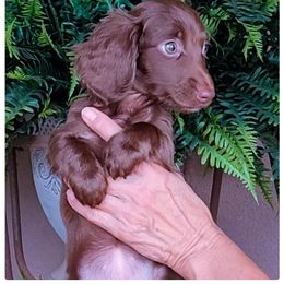 Charish - Chocolate female Dachshund puppy in Phoenix, Arizona from AZ's Prestigious Minature Dachshunds